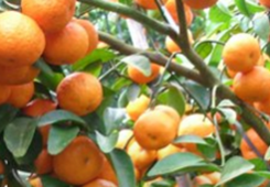 ���P(gu��n)ע31�l�����������r(n��ng)�����팍(sh��)�� �_����ꑰl(f��)չ��M���Ҹ��С�