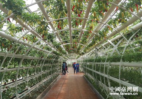 �_��Ԫ�ذ��n��ʮ�ߌ��Ї����۹⣩�˲���