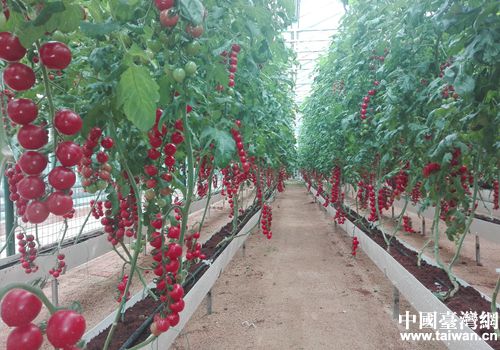 �_��Ԫ�ذ��n��ʮ�ߌ��Ї����۹⣩�˲���