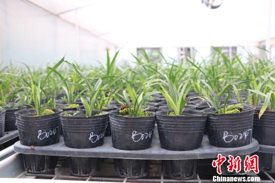 �D���ؔ����