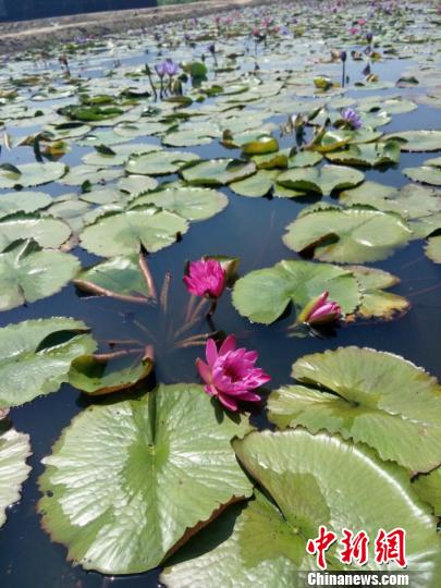 �_�������r(n��ng)�����������޹ŵĴ��ɏ����