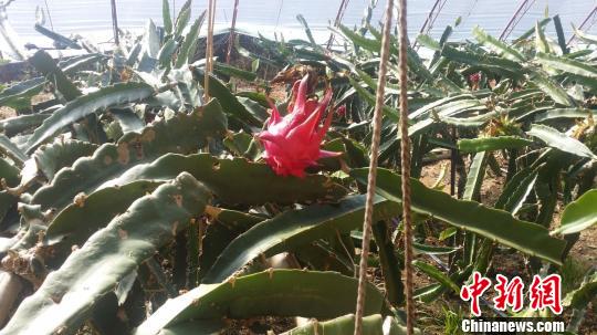 �_���������ڃ��ɹŌ��F�Ϲ����N���ɱ���������