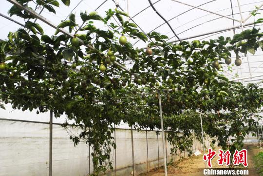 �_���F(xi��n)���r(n��ng)�I(y��)���F�ݡ�ġ����