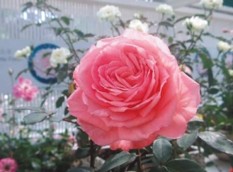 ʿ�ֹ�ۡ 4ǧ��õ�市�G