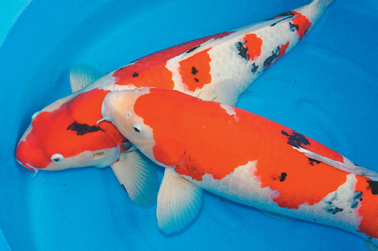 �\��һβ��(sh��)���f(w��n)�_(t��i)����ĩ���F(xi��n)���_(t��i)���҈@���D��