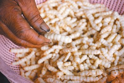 �_���r��N���߽����߲ˡ���ʯ�Q�����D��