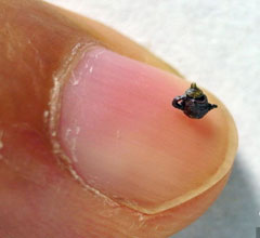 ������С��ɰ���