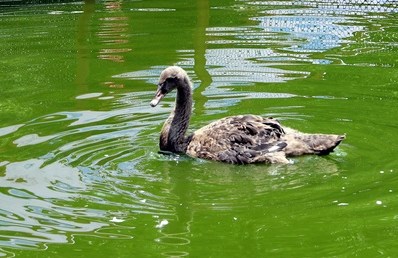 �_���δ�ɹ����������Z�ɐ�ģ�ӳ��������D��