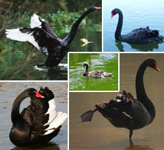 �_(t��i)���δ�ɹ����������Z �ɐ�ģ�ӳ�����