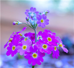 �D���_�����������ˡ��廨ˇ�gչ