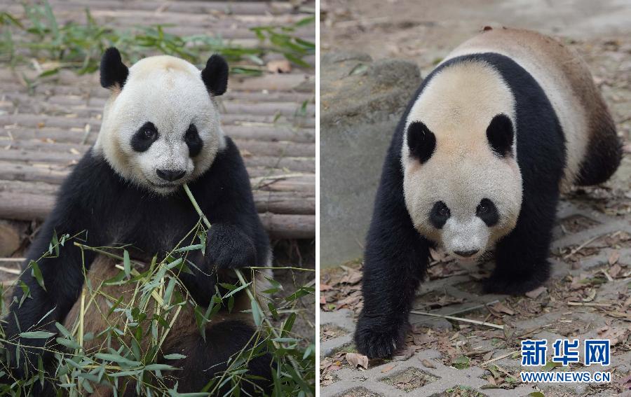 ����ٛ(z��ng)���T����؈�x�� �A(y��)Ӌ(j��)5�³��w�����T