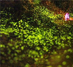 �����Ǭ���Ξ���x(ch��ng)�󱬰l(f��) �ο��ݷ���M(j��n)�y��