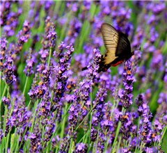 ���u�ٮ�޹���M��ʢ���� ���M�������_��