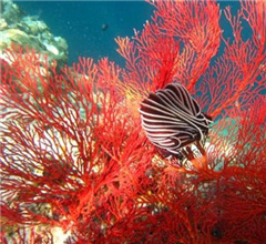 ����һ�F(tu��n)���{3�Ҵ�O���I�ɼtɺ�� ��ֵ��ǧ�f