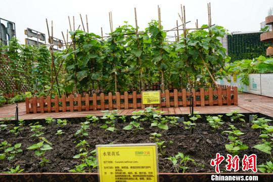 ����r���зNֲ��ˮ���S�ϡ����O�� �z