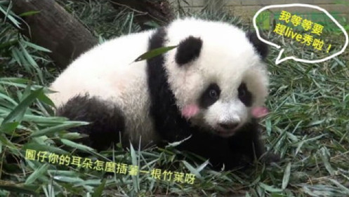 �_(t��i)������؈�������A�С���PS�ȶ��Ʊ����D��