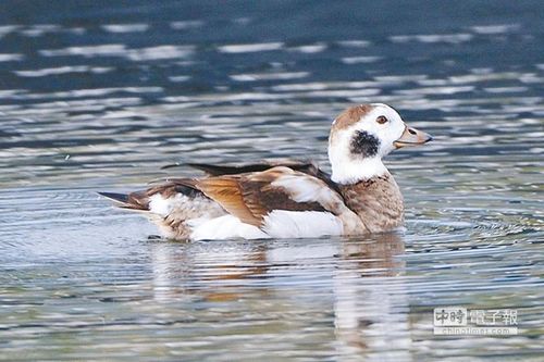 �_���w�����Lβ������ӛ��񱊷���������D��