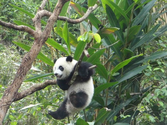 �_(t��i)������؈���A�С���(��i)���(sh��)�ϵ����ο����亹���D��