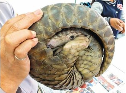 ��;��ɽ�׾���һ�Fģ�ӳ��ȌWͯ�����o��������