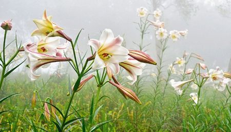 �_�|̫������ɽ�ٺ�ʢ�_�ο��@�G���D��