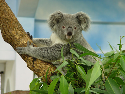 �_������@�oβ��Coral�y����ħ ��ʩ�԰�����(�D)