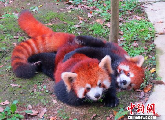 ���ٛ(z��ng)�_(t��i)С��؈ϲ�Q�Ɍ�(du��)�p��̥ ����ҡ�������(�D)