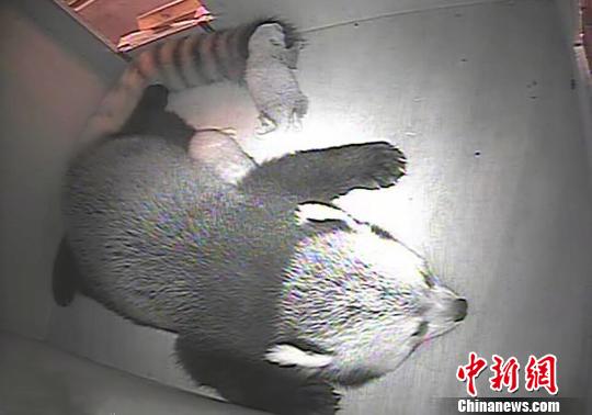 ���ٛ(z��ng)�_(t��i)С��؈ϲ�Q�Ɍ�(du��)�p��̥ ����ҡ�������(�D)