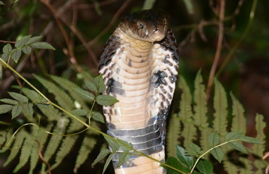 ���R�ߡ��҄� ����Ȯ�o����ʹ������ﵣ��D��