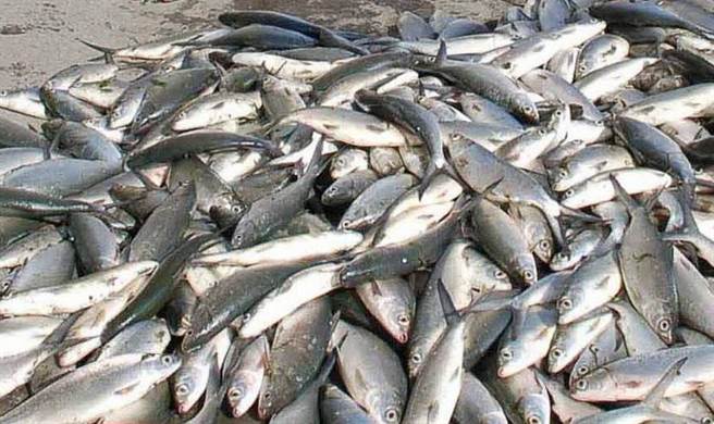 �������u�����B(y��ng)ֳ�I(y��)��(z��i)�p��(y��n)��