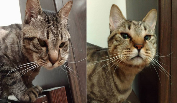 ��؈�����U�[���i�^ ���ɰ���Ę׌�˺�Ц������