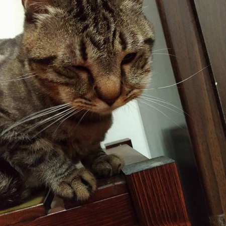 ��؈�����U�[���i�^ ���ɰ���Ę׌�˺�Ц������