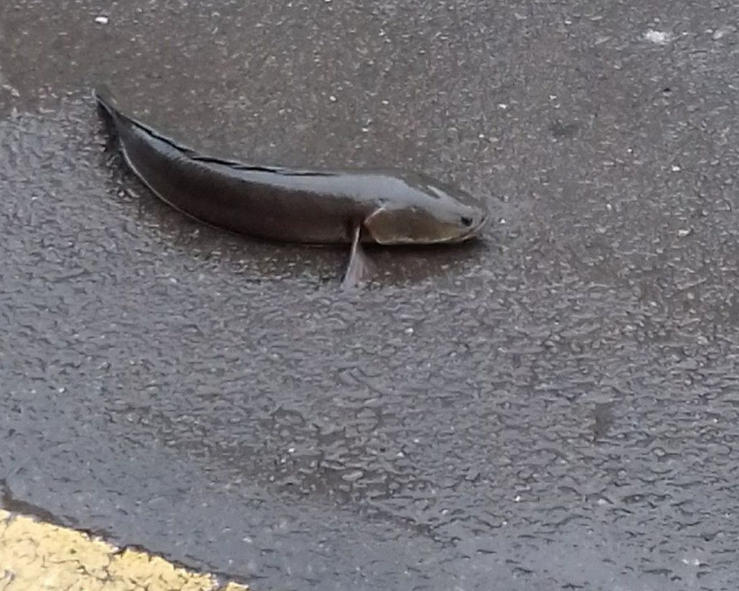 �������F�澰���~��·�ϣ�ţ��ˮ�С�