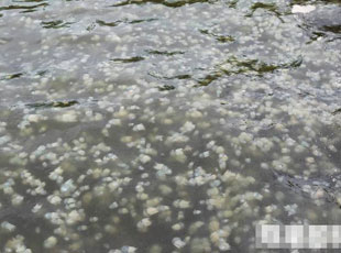 ˮĸ��܊����-�_�����������˴a�^��ãã