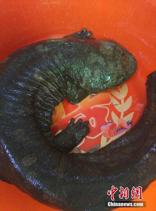 ���C��جF���͡������~�� ���g��80���q(�D)