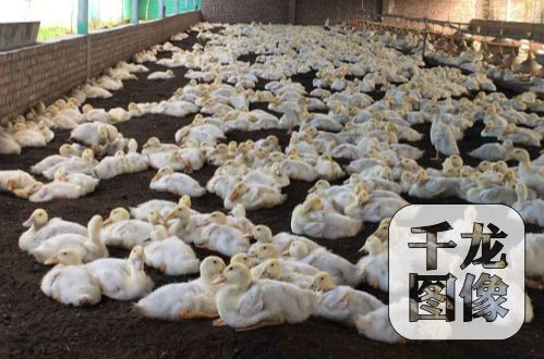 �����ɞ������¸�����