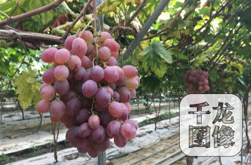 �t�Ǵ�ă��|���ѻ������F�����M����ָ���t�������ĺ�����ڵȃ��|����Ʒ�N��