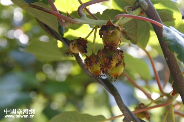 ���ƵZ�^�M�����ꡤ�۽��󔵓����F�����ģ��ǻ۴󔵓������a�I���ʻ�