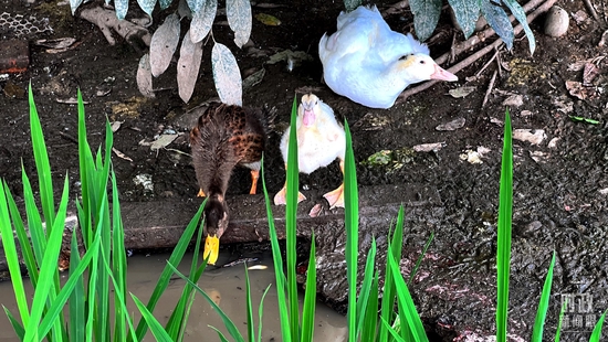  �����S��������������aģʽ�������_��ҕӛ�ߗ������Ĕz��