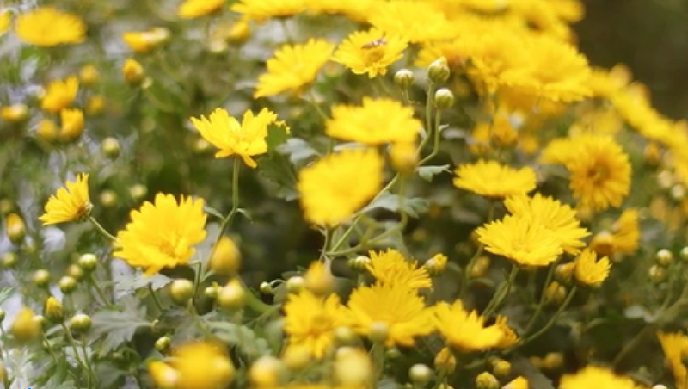 ���W(w��ng)�j(lu��)�Ї�(gu��)��(ji��)���Ĵ�����������(y��ng)���������˽�᣿