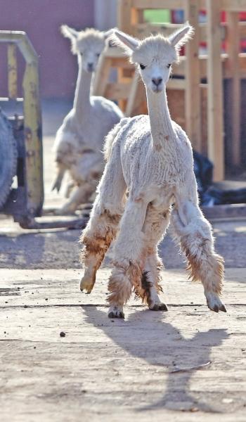 Hello������������� 622ֻ�Ȍ����ա��ս�����ԭ