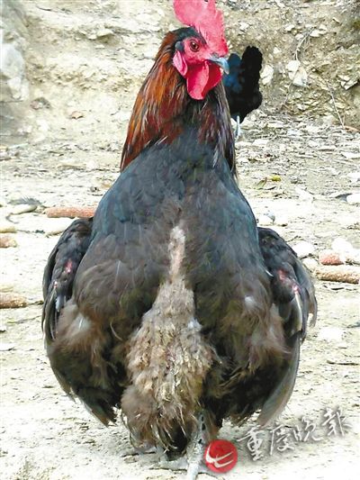 �r(n��ng)��(h��)�������u����ͦ�،W(xu��)����·