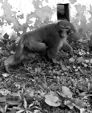 ����������塰���С�^(q��) �u���J�����B�Ԏ���