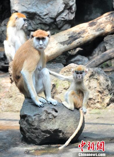 ���Ă�����Ұ����ֲ���գ��� �����˵������D��