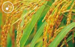 �簲���{��1149.02����!Ԭ¡ƽ�F꠳����s�������a������o�