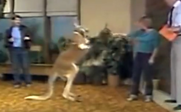 ߀ӛ���ϴ���ֻ���Pʺ�ٴ��ɵĴ���᣿�����ֻ��������������������������׃ȭ���֣�һȭKO���