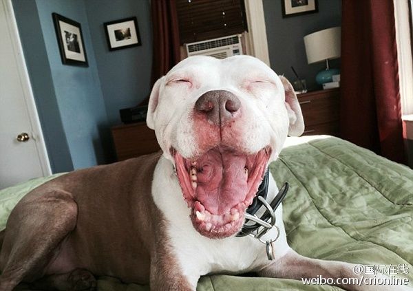 ��(j��)Ӣ����ÿ���]��(b��o)����(b��o)�������գ�����һ�������̶�(Jon Bozak)�������ڽ��ϓ쵽һֻ���˹��������@ϲ���ǣ��@ֻ����Ȼ��Ц���̶��ڹ�Ԣ�����Ľֵ��ϓ���@ֻ���˹������o��ȡ���顰���ֿˡ�����һ��Ҋ���@ֻ���r(sh��)���̶��Ԟ����c������ʧ�ˡ����ң����l(f��)�F(xi��n)����һ��(g��)�c����ͬ�ġ����x��������Ȼ��Ц�����ǆ̶��㕺�r(sh��)�����I(l��ng)���˼ҡ�