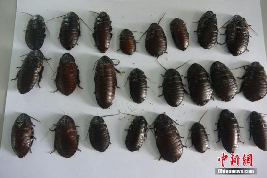 �Y�ψDƬ����롣