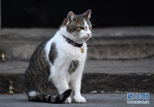 �Y�ψD��Ӣ������һ؈�����