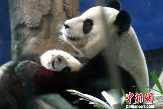 ���A�С����������ݡ�ĸŮ�㡱���D��