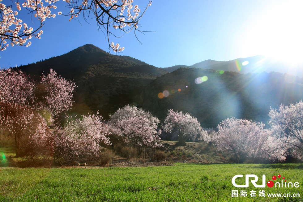 ������֥��̽�L��(m��ng)�е��һ�Դ